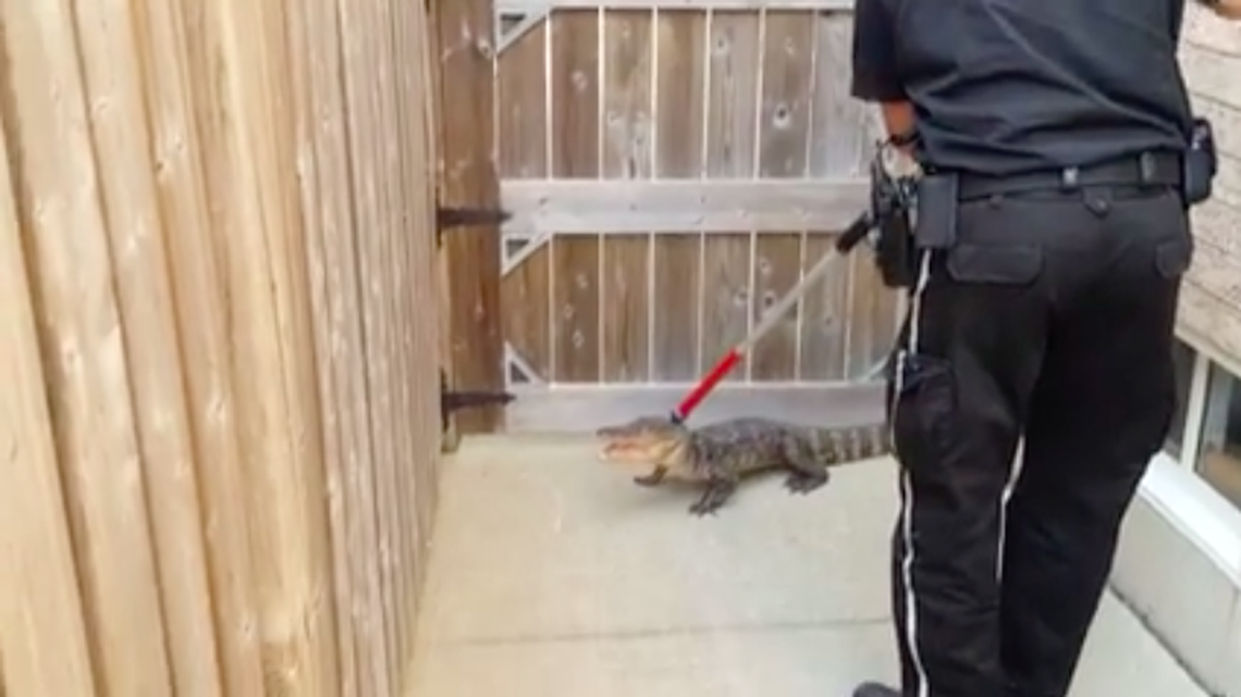 Canadians were a little thrown off when a local man found a young alligator in his pool.