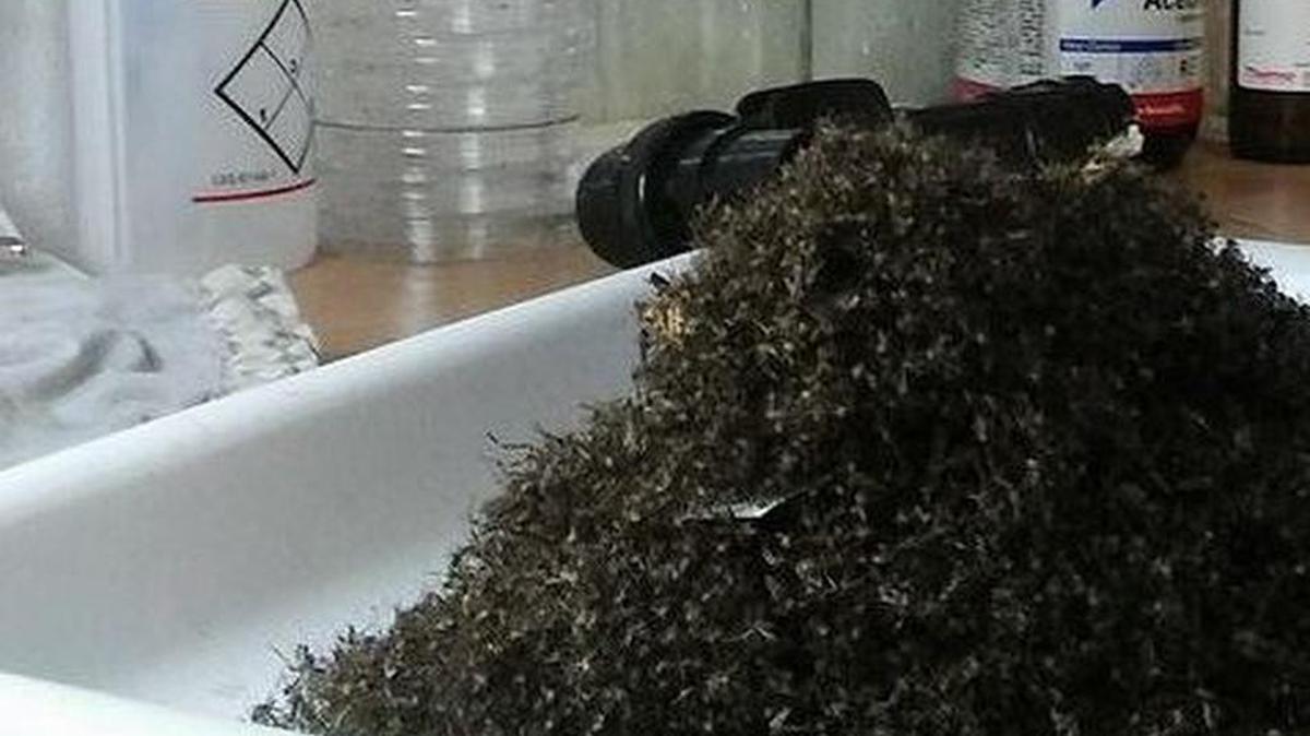 More than 26,000 mosquitoes were trapped in 16 hours in Hernando County.