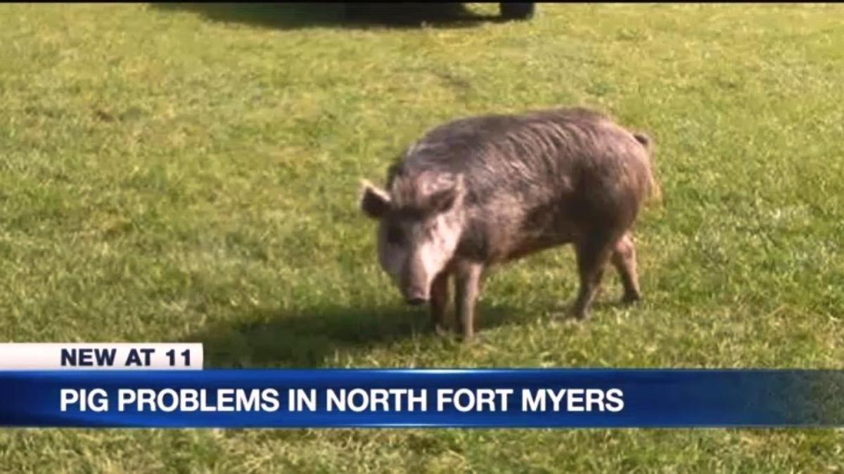 “Pig problems in North Fort Myers” for a woman who was held hostage inside her truck in her front yard by an ill-tempered pig that wandered onto her property, WBBH NBC2 reported Nov. 14, 2017.