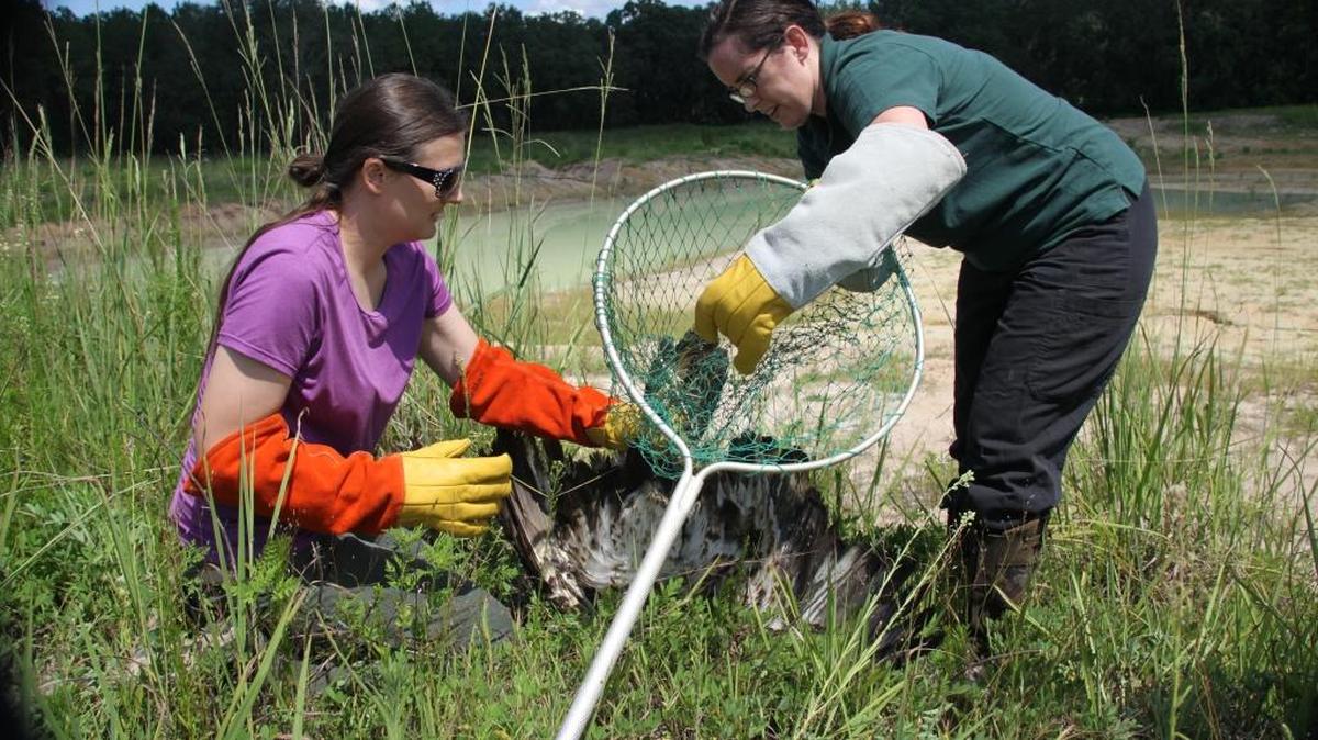 A young, poisoned bald eagle was rescued from a waste facility Wednesday after the Florida Fish and Wildlife Conservation Commission was called in to save the bird.