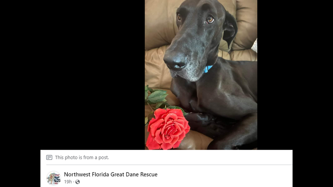 A dog who loves to snuggle needs a second chance, a Florida rescue said.