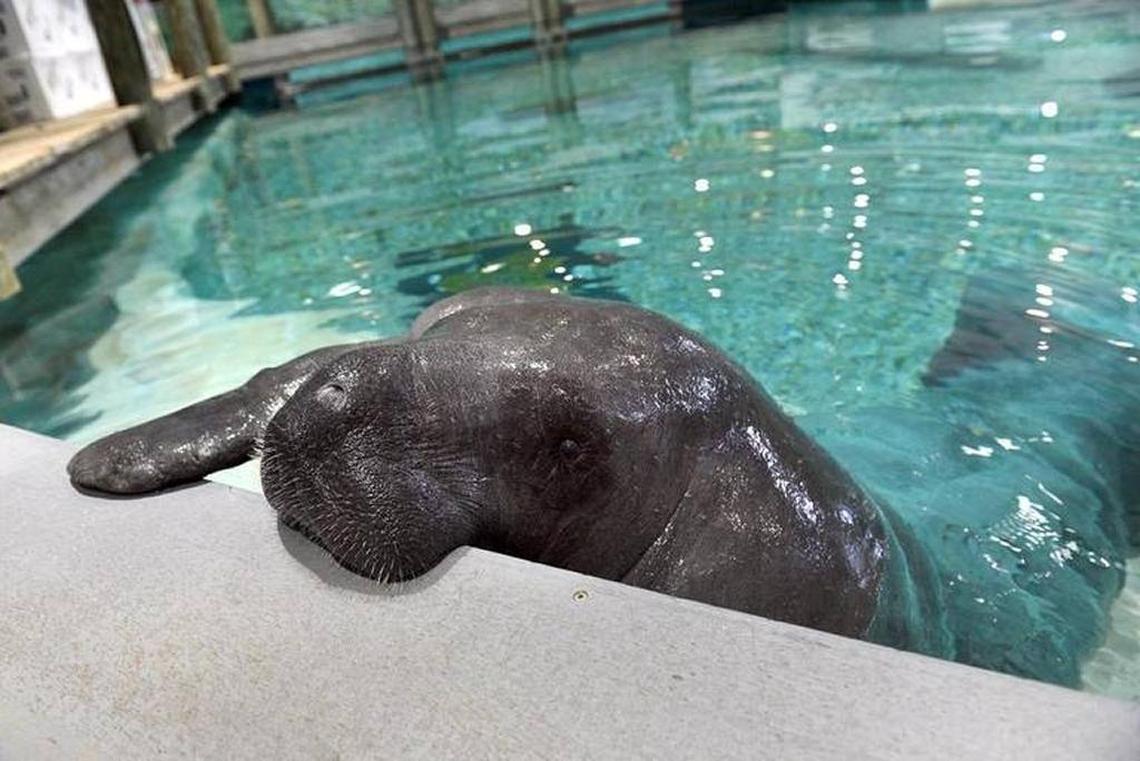 Snooty was beloved by his community and his value to the scientific community in understanding the manatee species as a whole is immeasurable.