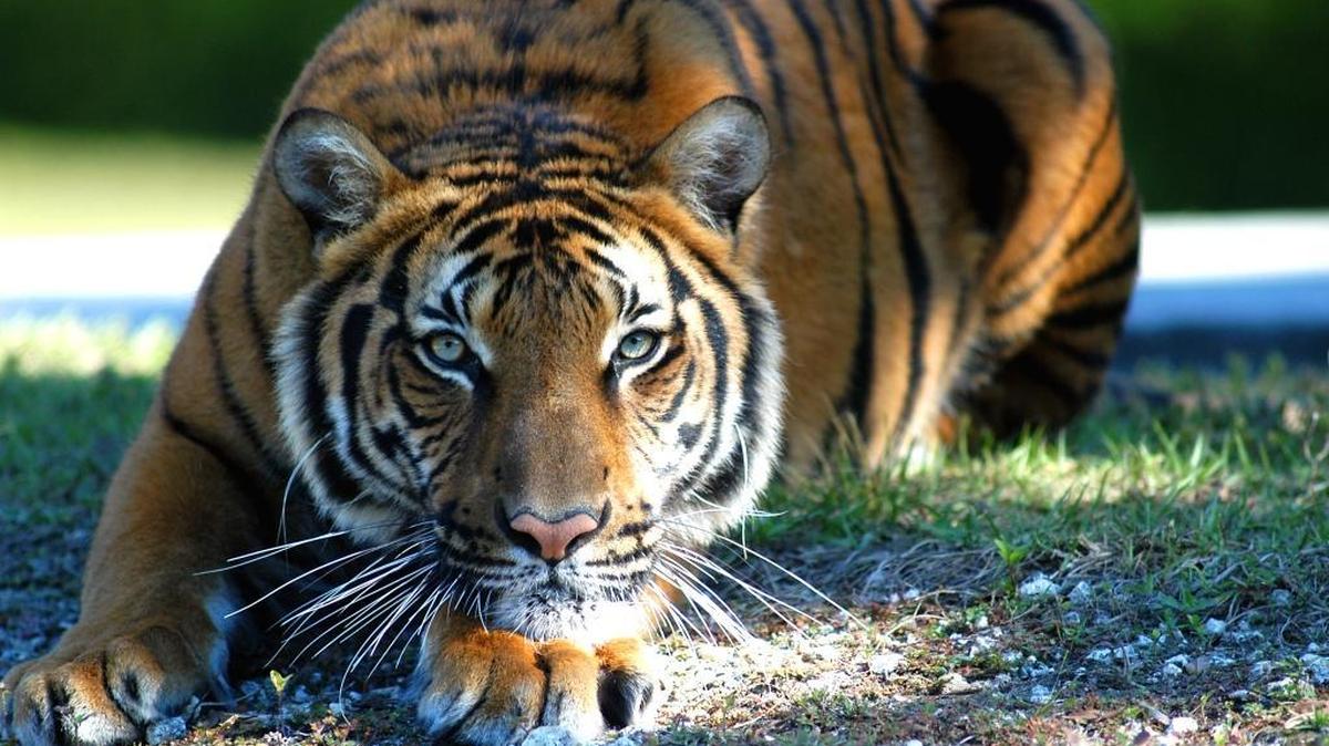 Hati, a Bengal Tiger, crouches in his enclosure Wednesday, Aug. 21, 2013, at Zoo Miami. Hati eventually was transferred to the Palm Beach Zoo, where he killed zookeeper Stacey Konwiser on Friday, April 15, 2016.