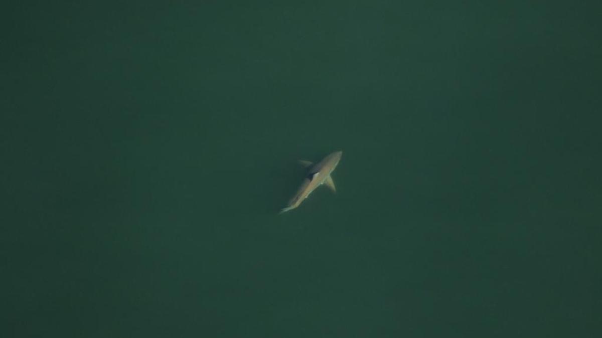A white shark swimming southeast approximately four nautical miles off Atlantic Beach, Fla. on March 24, 2016.