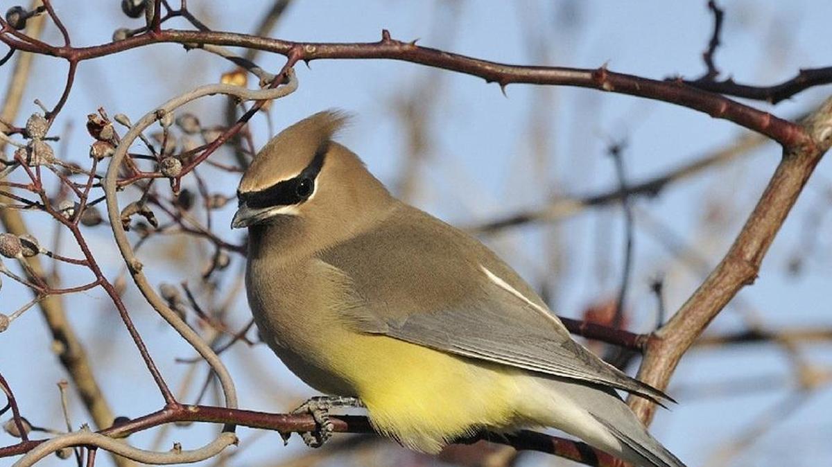 Cedar waxwing