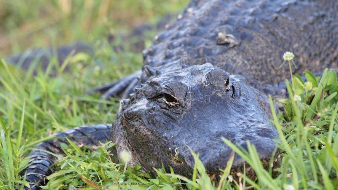 Alligator strikes a pose in Florida,