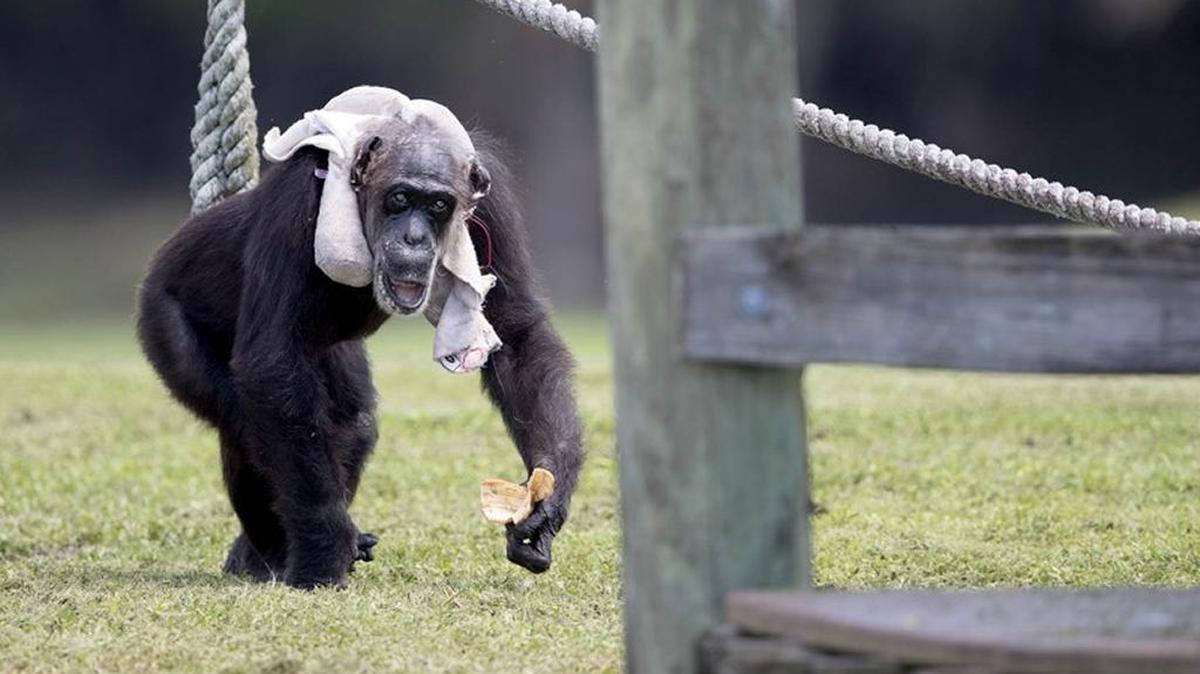 One of the oldest chimps known, Little Mama was born in Africa around 1938. It is said that she was a performer in the Ice Capades when she was young. Little Mama has been at Lion Country Safari since the 1970s