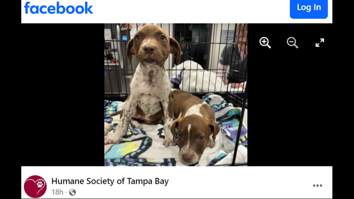 Luke and Leia are receiving treatment after being rescued from a dead-end road, a Florida shelter said.