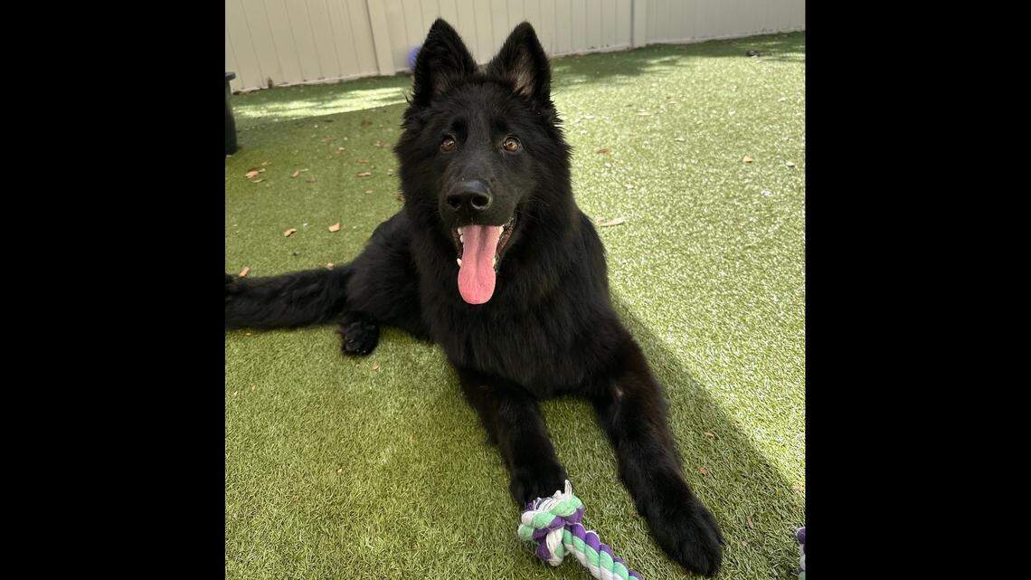 A Florida shelter shared the good news that a three-legged puppy was adopted.