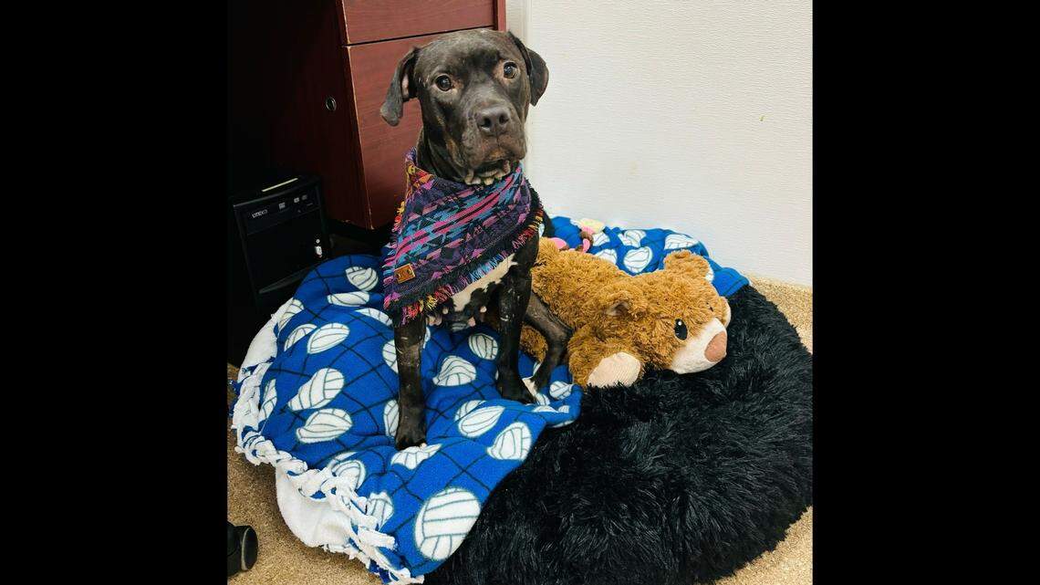 A Florida dog was adopted after receiving a “life-saving” blood transfusion.