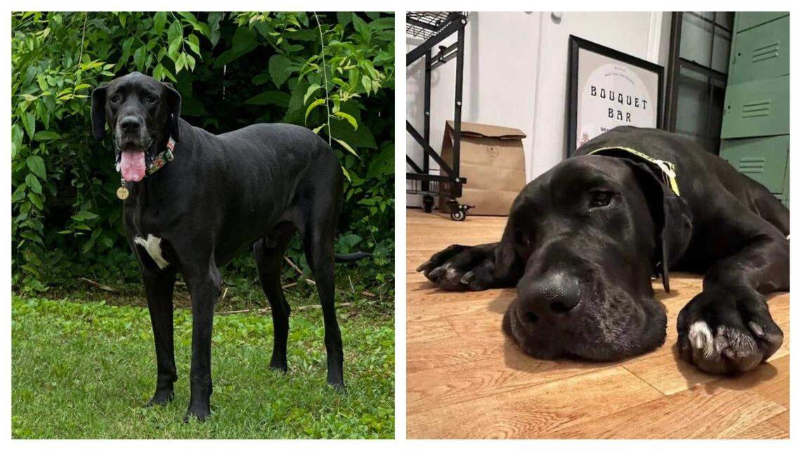 A “sweetheart” dog was adopted after more than one year of waiting.