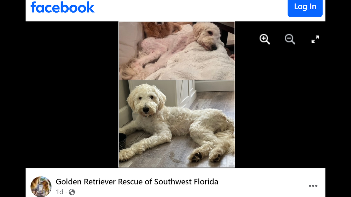 “What a sweet, loving, cuddly, funny and playful little doggie we inherited.”