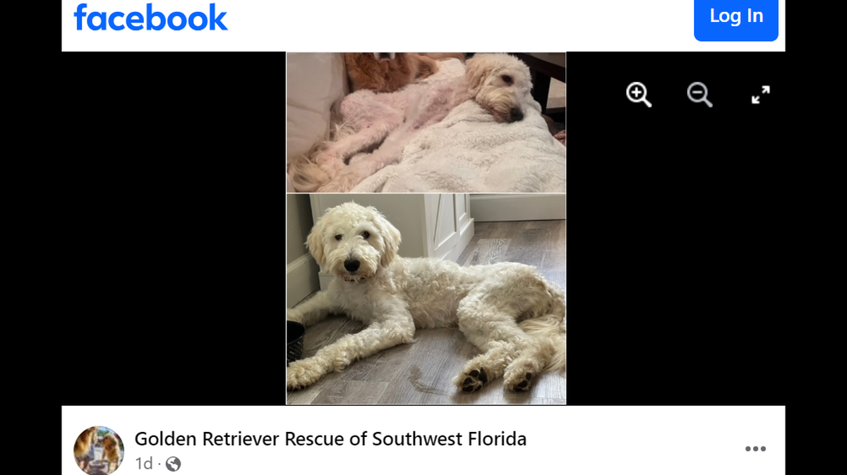 “What a sweet, loving, cuddly, funny and playful little doggie we inherited.”