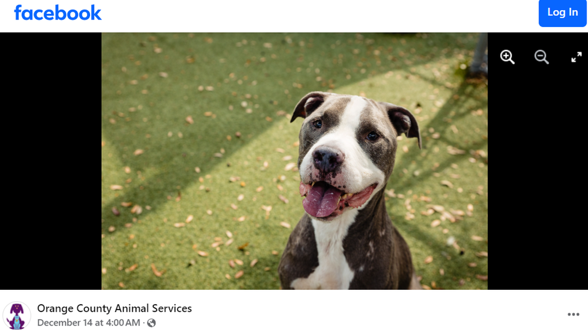 Zeus the dog hangs out near the door to his kennel, but he goes unnoticed at a Florida shelter.