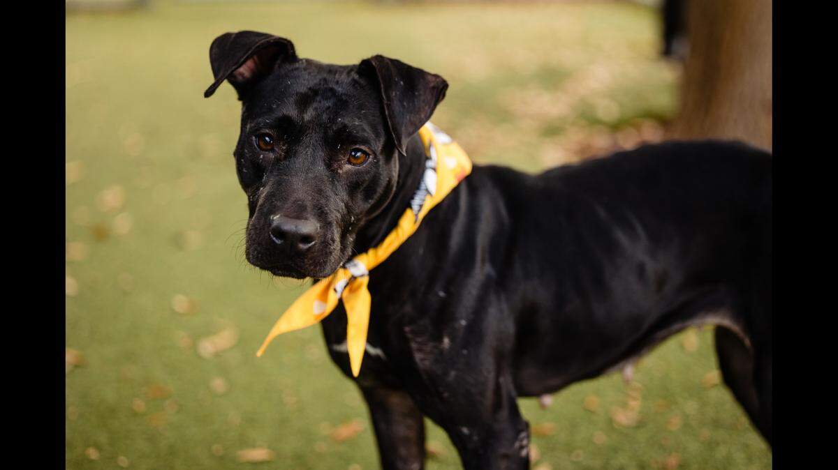 A dog who sometimes acts like a puppy is up for adoption in Florida.