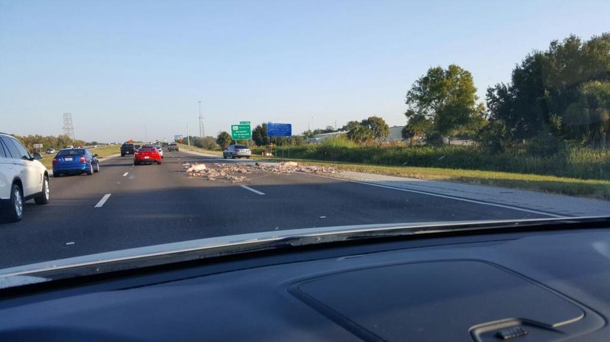 Several pig carcasses fell off a truck and clogged traffic on Interstate 75 near Sarasota Wednesday morning.