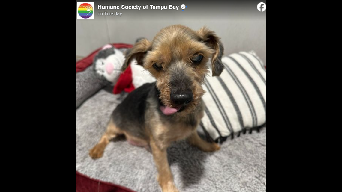 A 10-year-old Yorkie was adopted after “patiently waiting” at a Florida shelter.