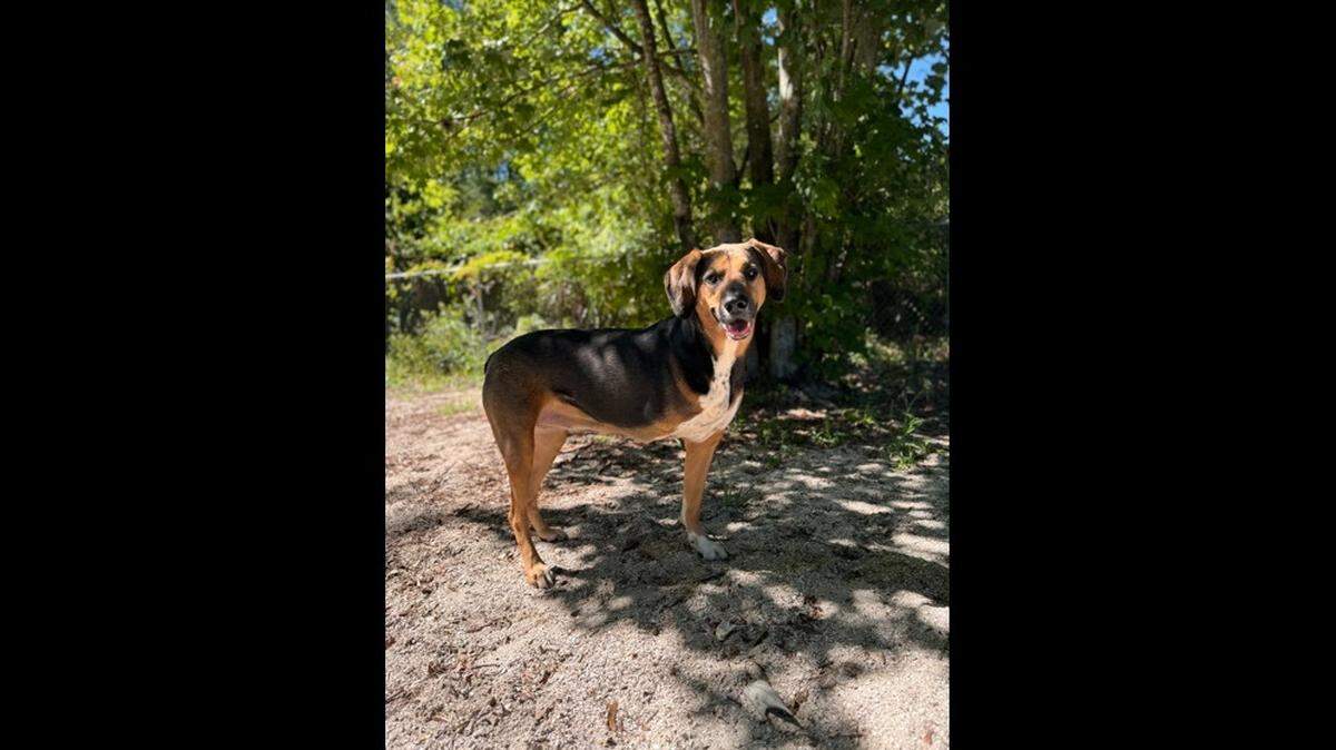 A heartbroken Florida dog is waiting for her next home.