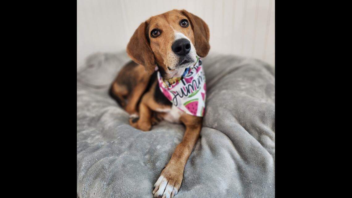 Polly, the mom to eight puppies, had a heartwarming adoption in Florida.