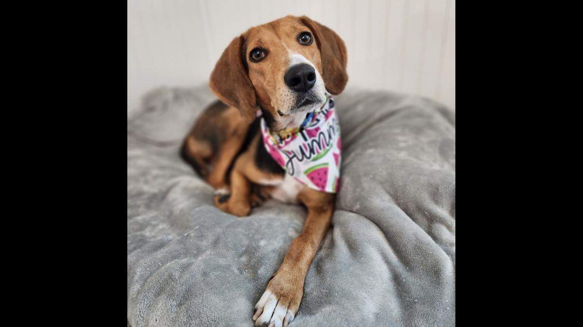 Polly, the mom to eight puppies, had a heartwarming adoption in Florida.