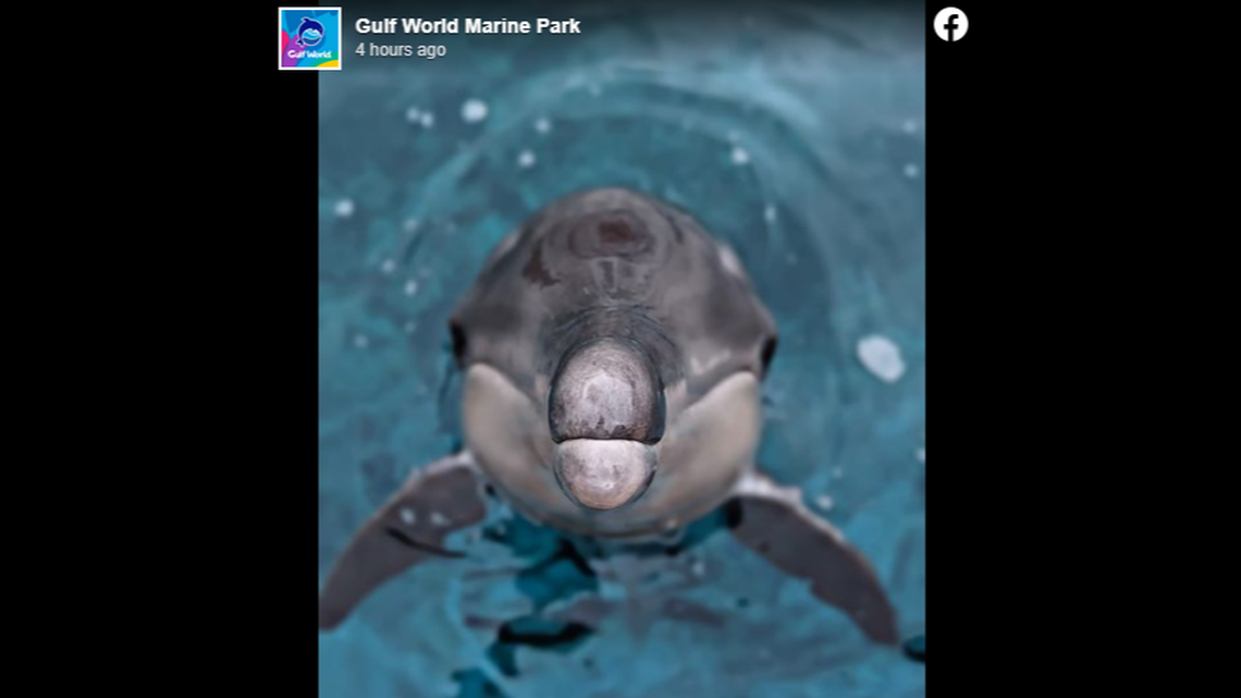 Wren has a new home in Florida after she was unable to return to the ocean, officials said.