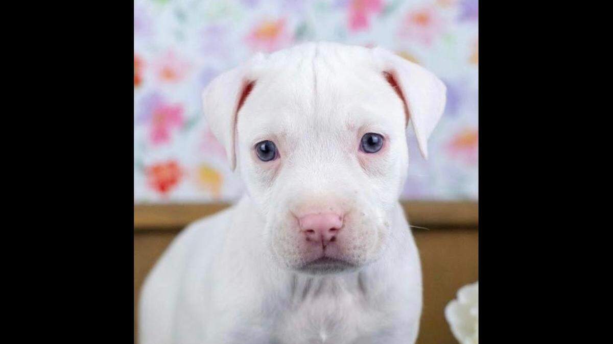 A Georgia pup rescued from a fire was adopted into a new home.