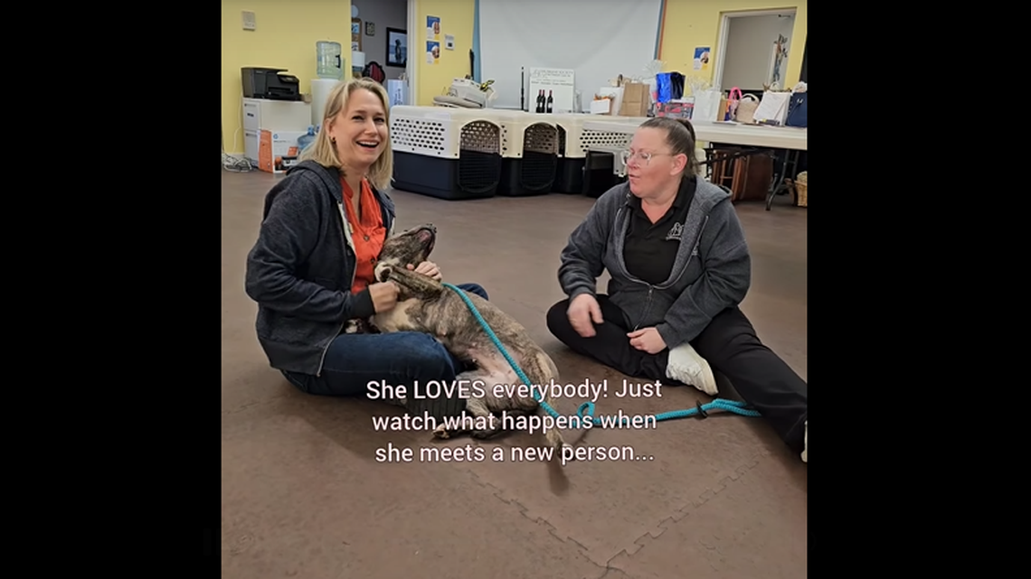 Love the dog is known for running “to you like a magnet,” a Florida shelter said.