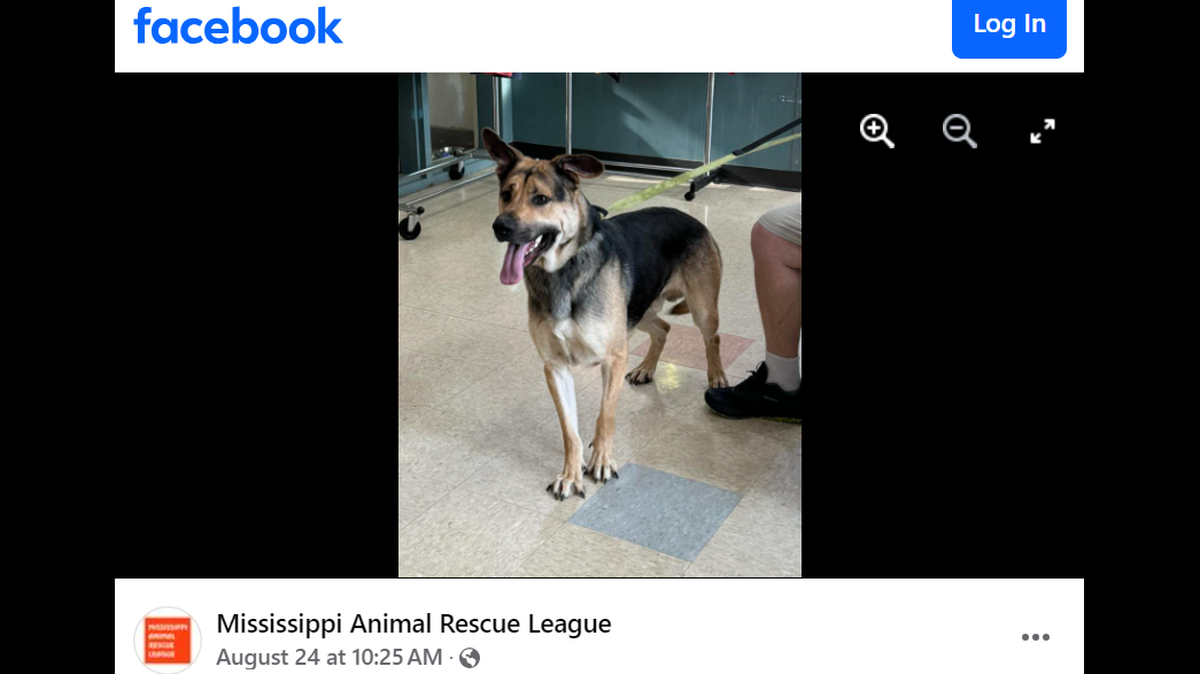 Bear the “goofy” dog was thrilled to be adopted.