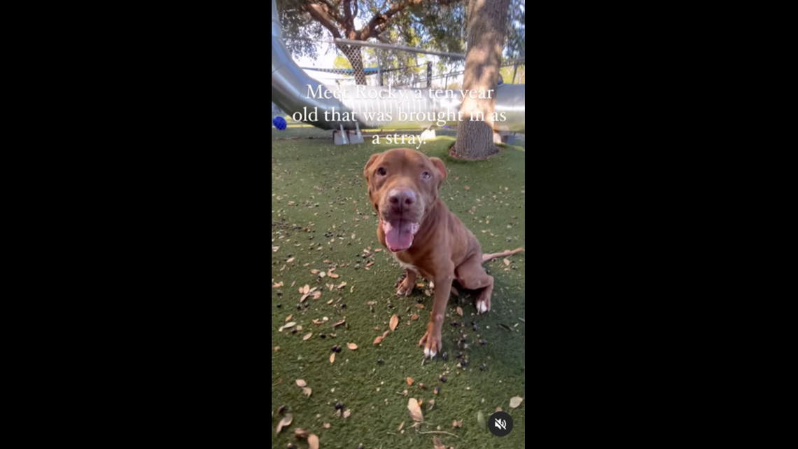 A “sweet” Florida dog was picked up as a stray, and now he needs a new owner.