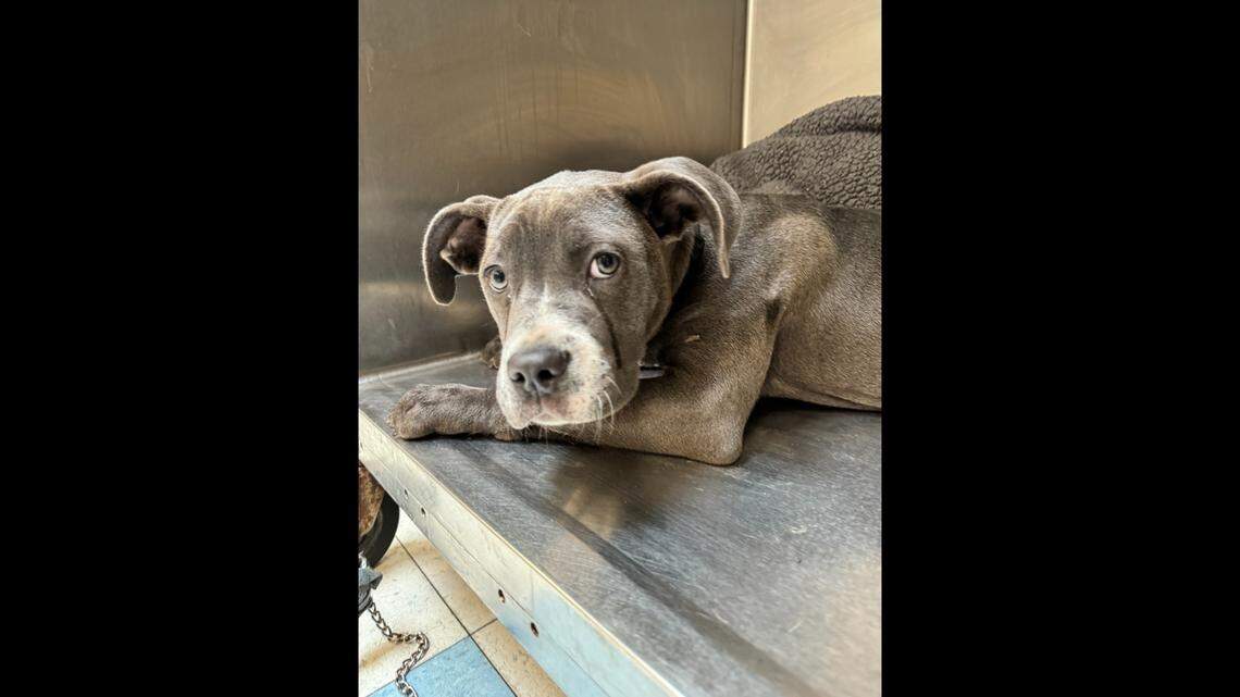 A “sweet” puppy needs a new home after she was tied to a pole and left behind, a shelter said.