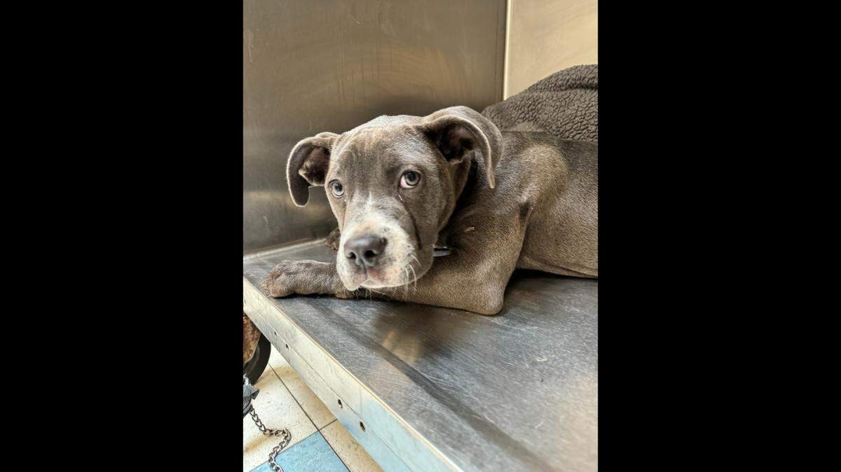 A “sweet” puppy needs a new home after she was tied to a pole and left behind, a shelter said.