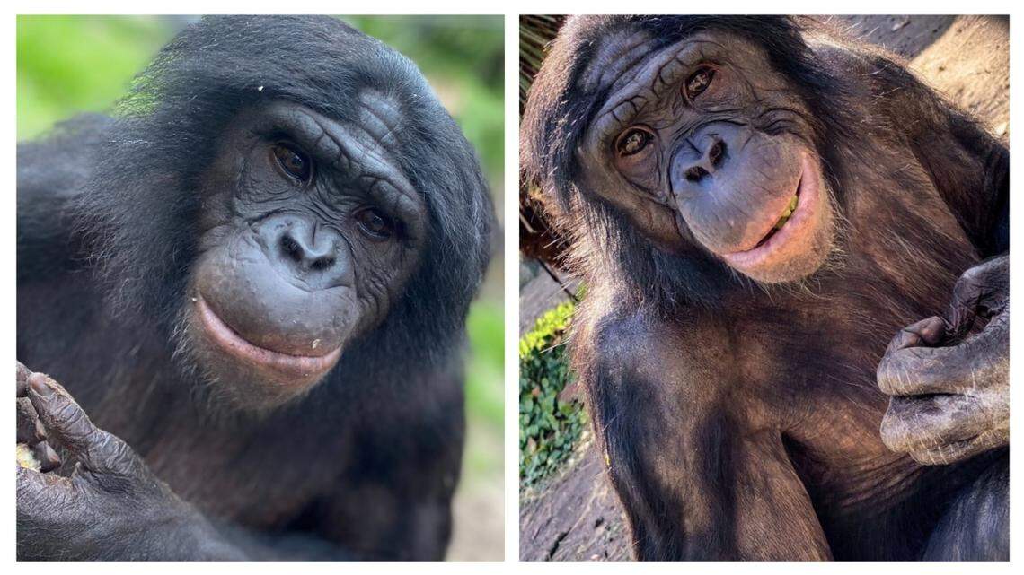 Jumanji, left, and Jenga died from an illness that made several Florida zoo animals sick.