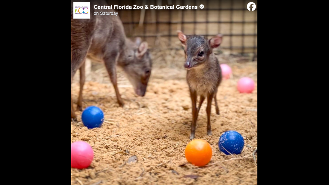 The little antelope is described as “incredibly curious.”