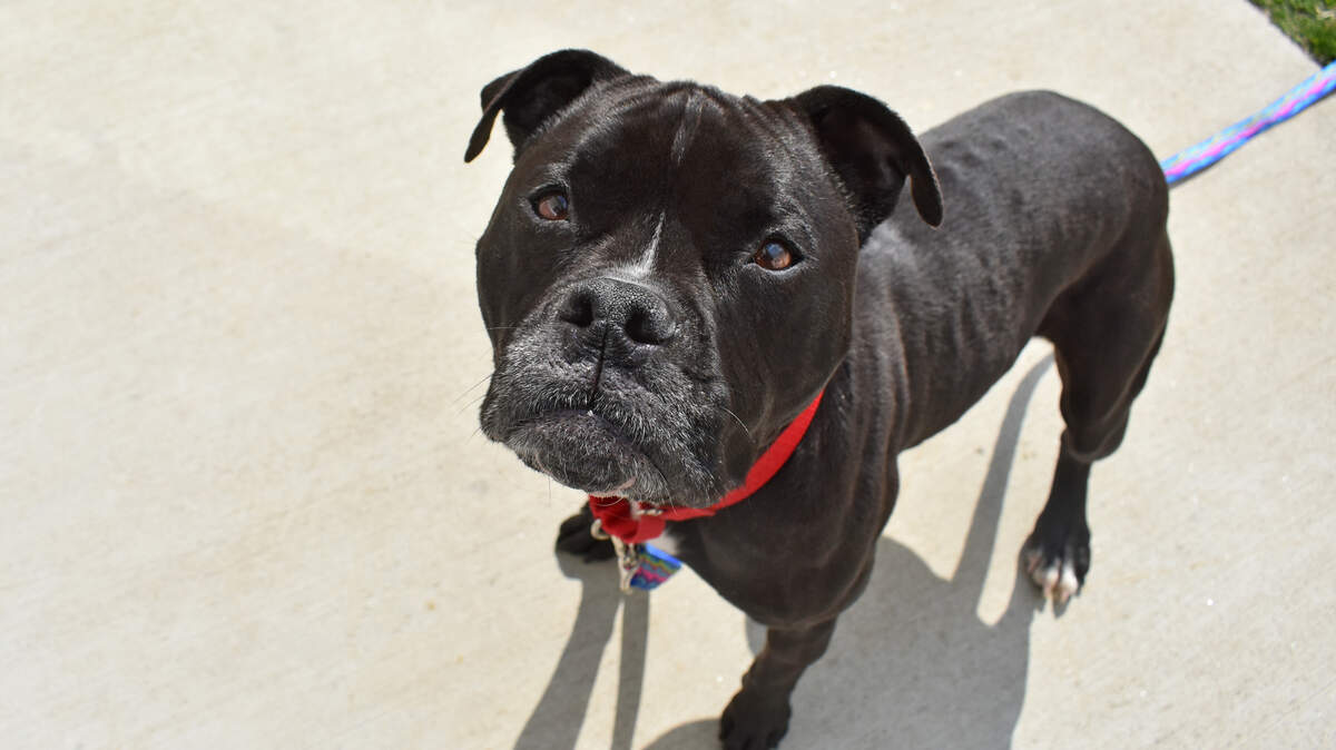 Maiya the dog is up for adoption as she struggles in an animal shelter.