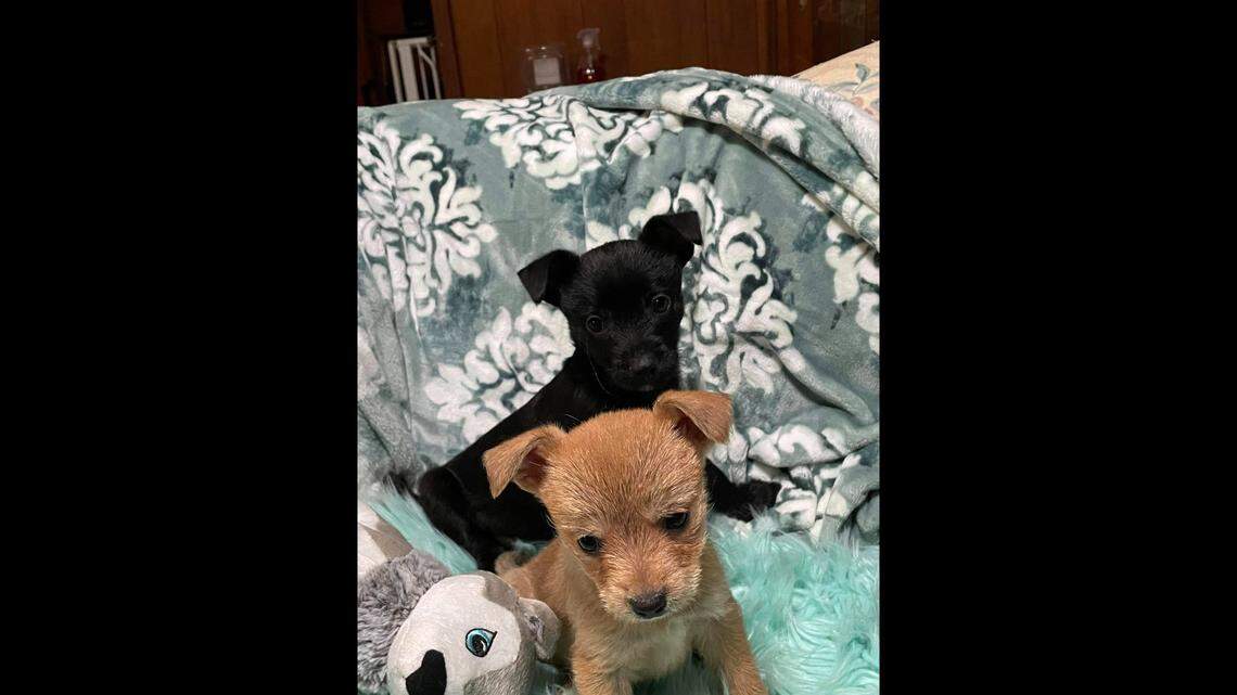 Two puppy siblings will be “spoiled” after being adopted into the same home.