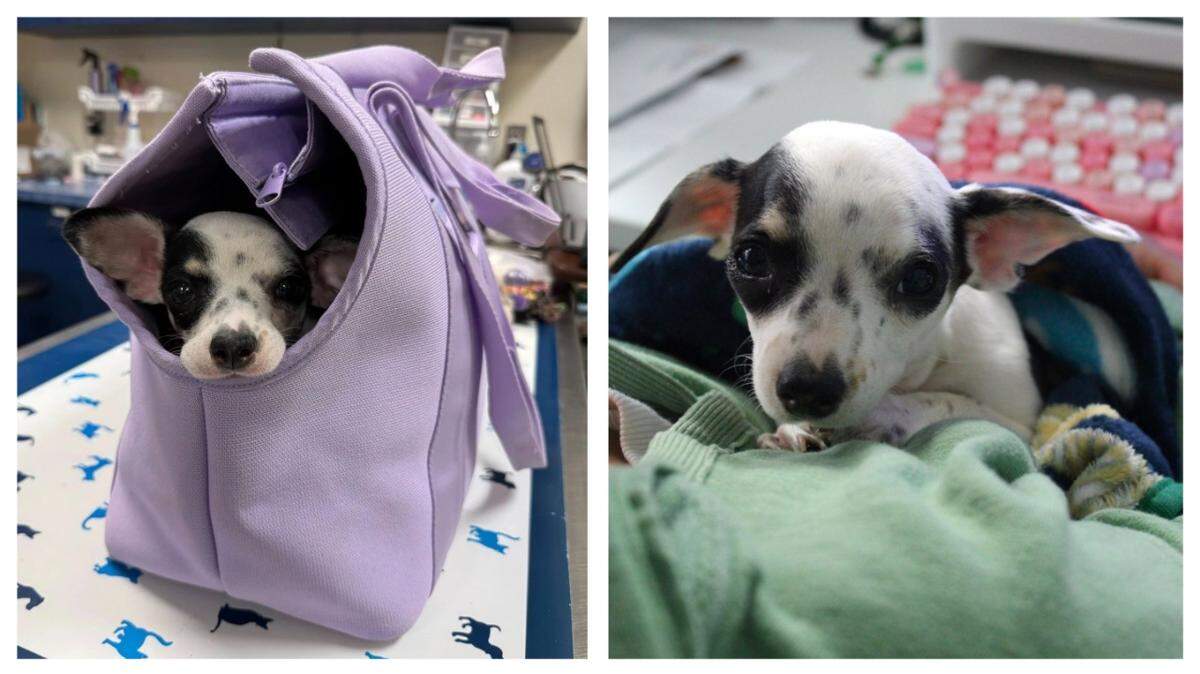 Freckles, a puppy with an enlarged heart, was adopted in Virginia.