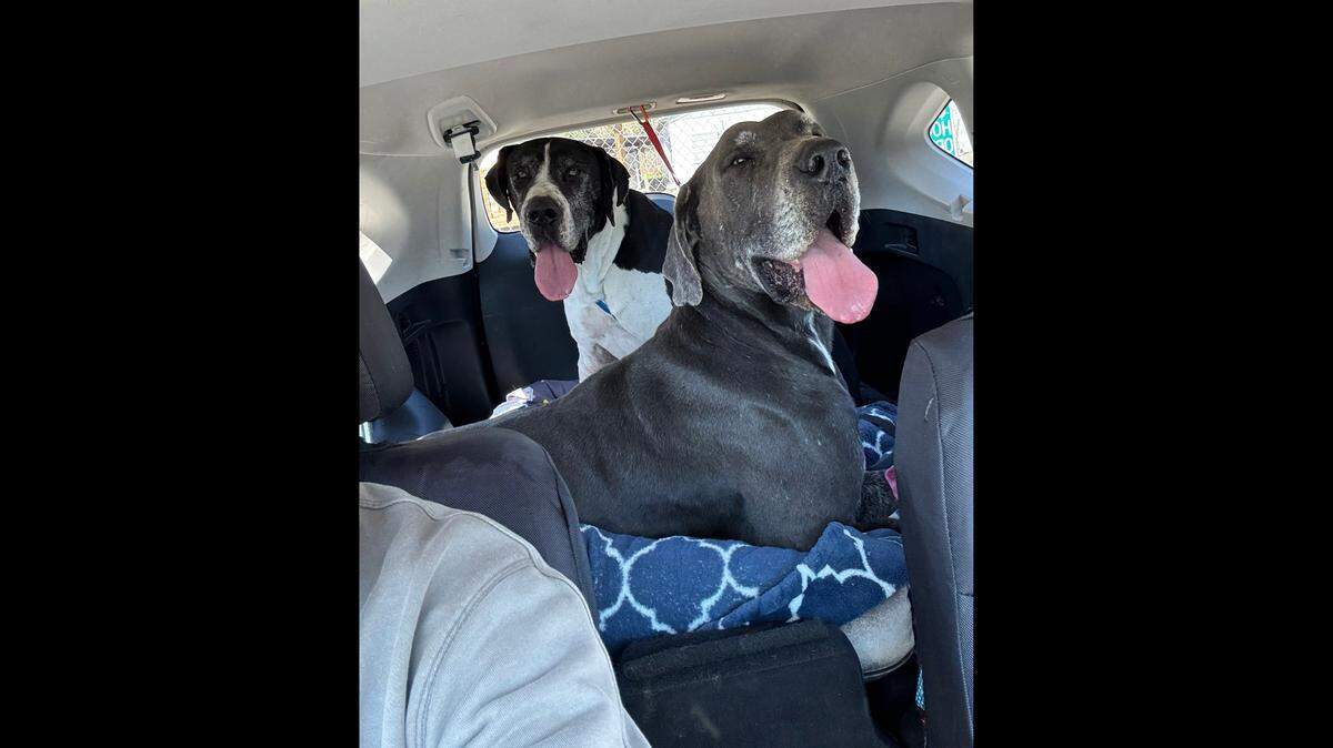 Duke, left, and Angus are up for adoption in Florida.