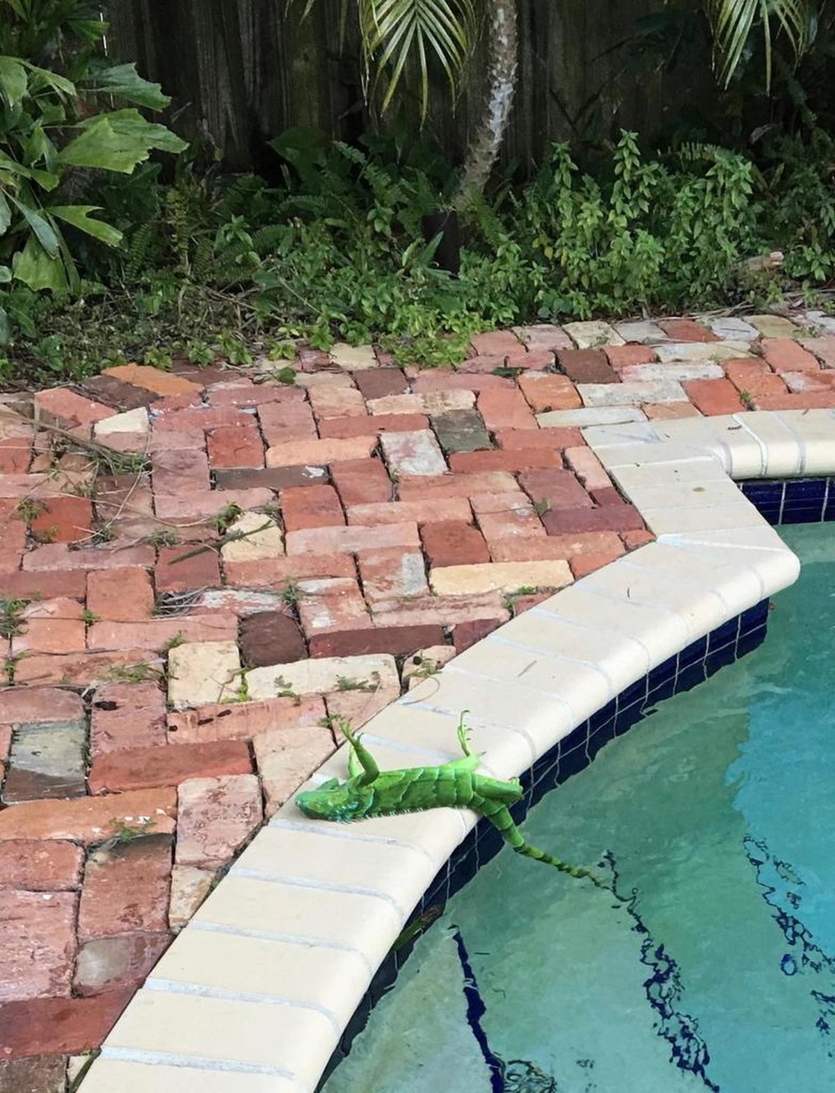 An iguana that froze lies near a pool after falling from a tree in Boca Raton on Jan. 4, 2018. Temperatures are expected to drop again on Wednesday night, Jan. 17, 2018, but don’t expect iguanas to freeze this time.