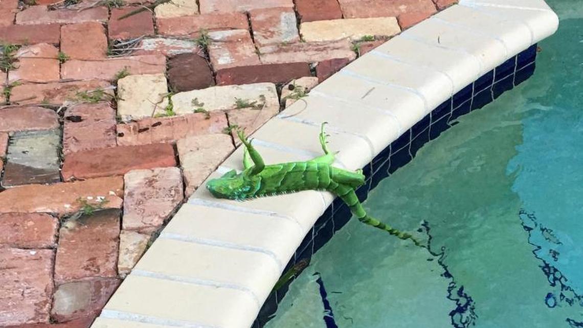 An iguana that froze lies near a pool after falling from a tree in Boca Raton on Jan. 4, 2018.