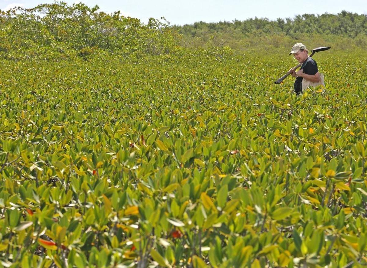 FIU landscape ecologist Michael Ross has been studying a mangrove forest plowed under by Hurricane Andrew for the last 25 years to better understand how the forest, which plays a key role in protecting the coast, grows.