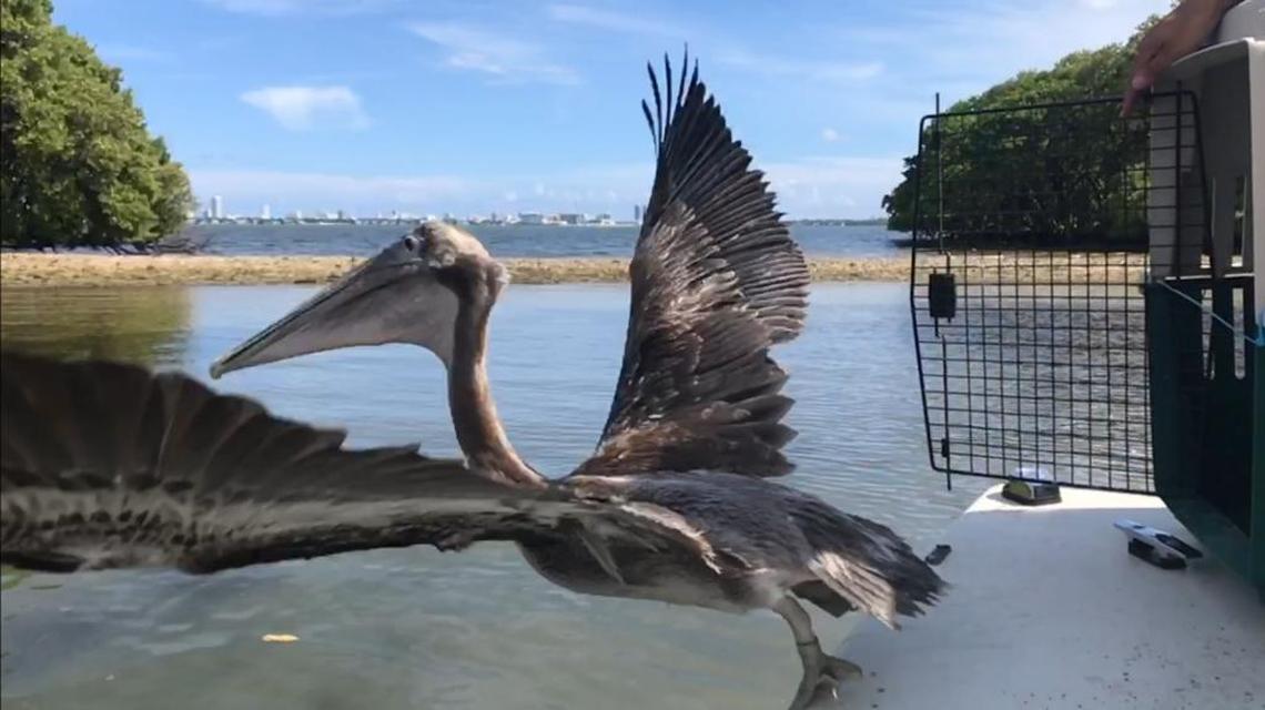 Pelicans that were rescued and rehabilitated at the Pelican Harbor Seabird Station were released on Tuesday ahead of Hurricane Irma.