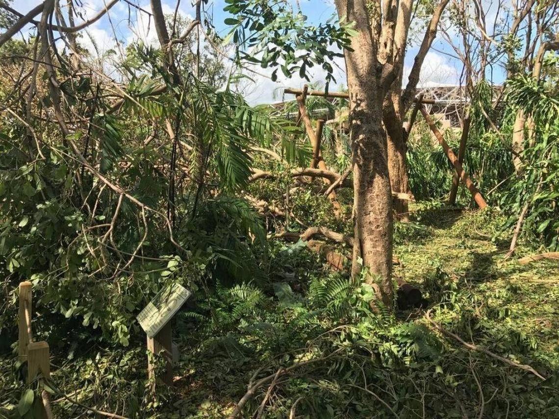 Jungle Island’s animals survived Hurricane Irma. The park suffered severe damage.