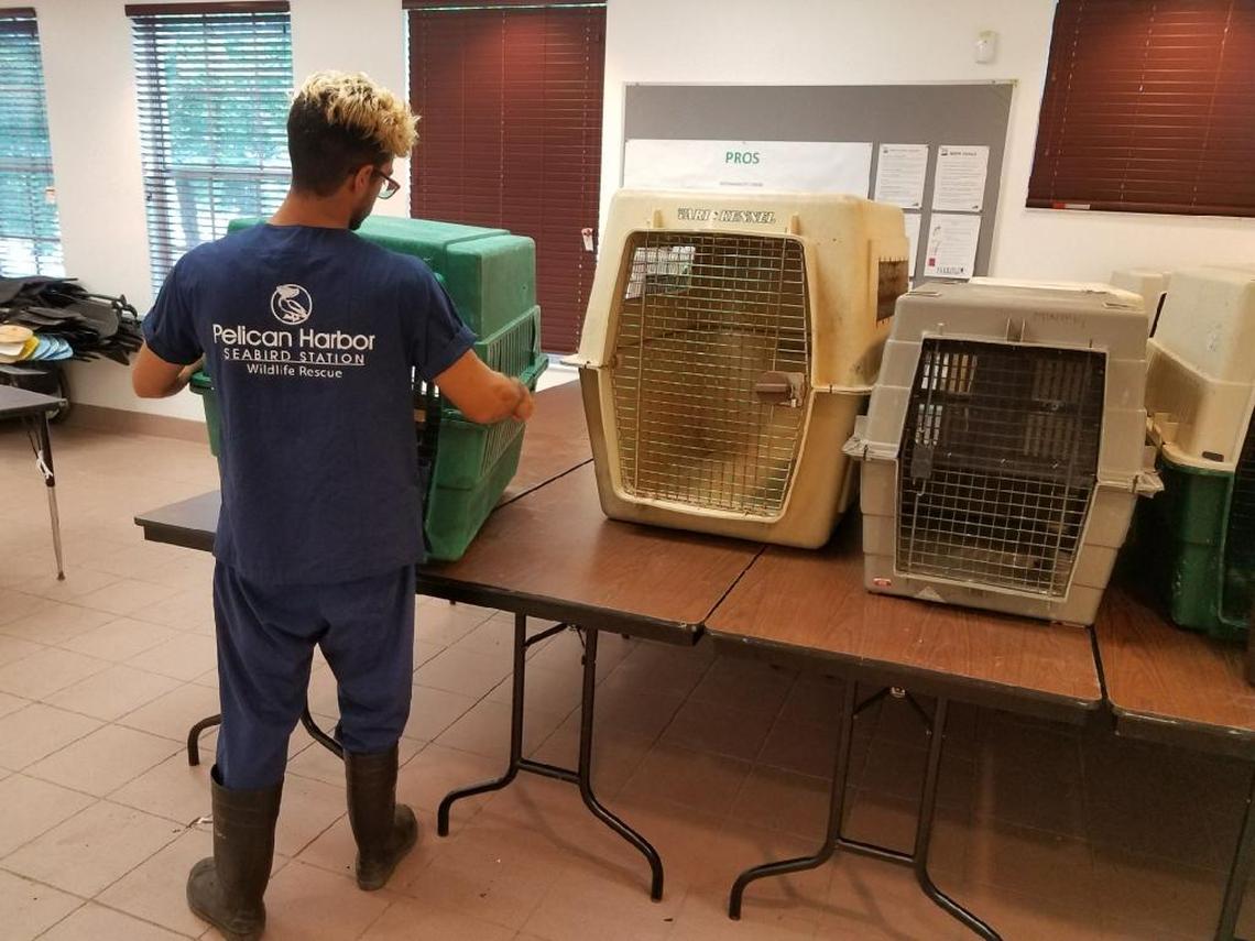 Doug Giraldo, rescue and release coordinator at the Pelican Harbor Seabird Station, prepared cages to house pelicans in the Pelican Harbor Marina ahead of Hurricane Irma on Wednesday.