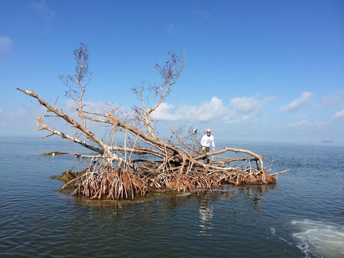 Audubon Florida state research director Jerry Lorenz surveyed wading bird islands after Irma and found this uprooted mangrove island floating in Florida Bay.