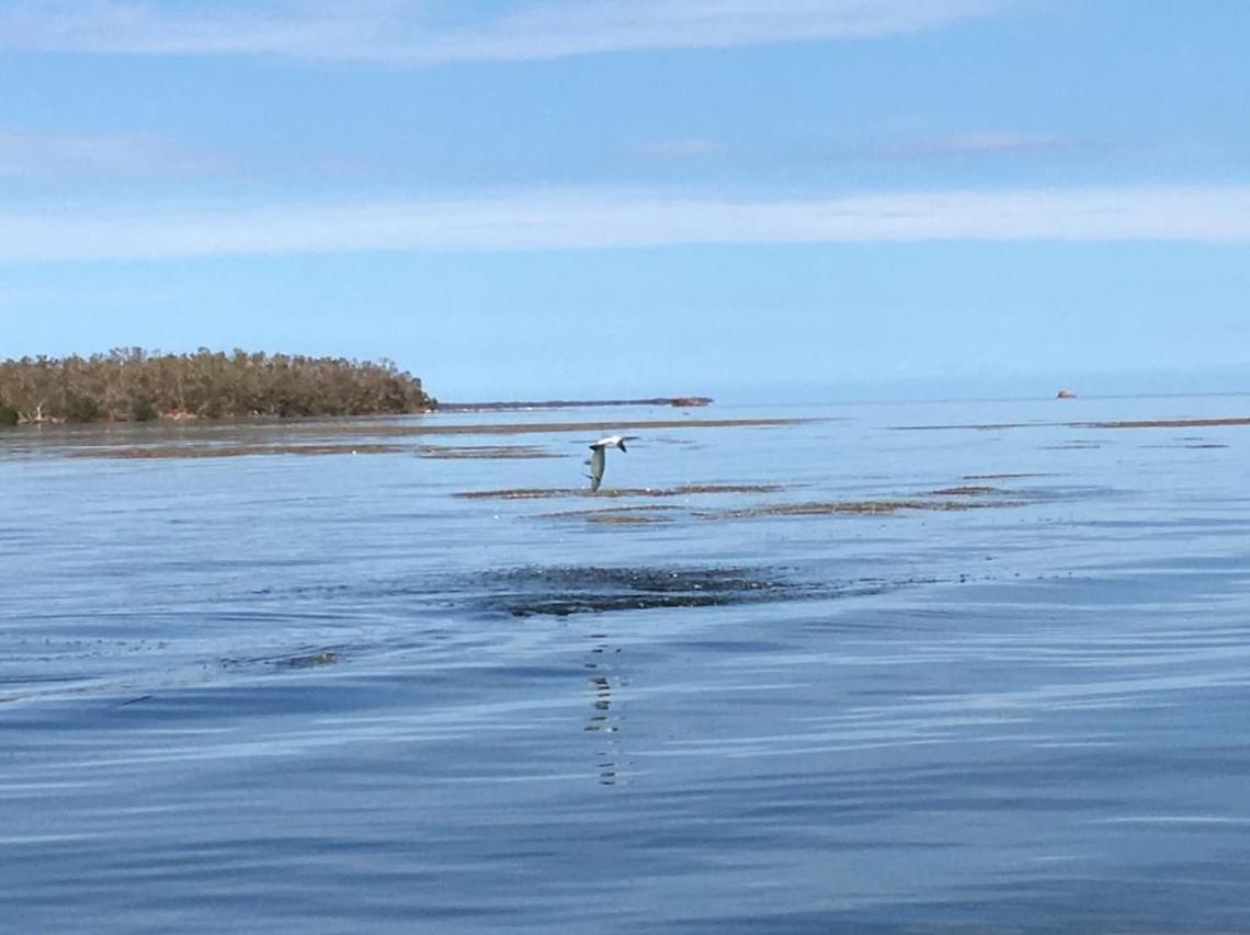A juvenile tarpon jumped during a feeding frenzy near a shrimp hatch this week in Florida Bay.