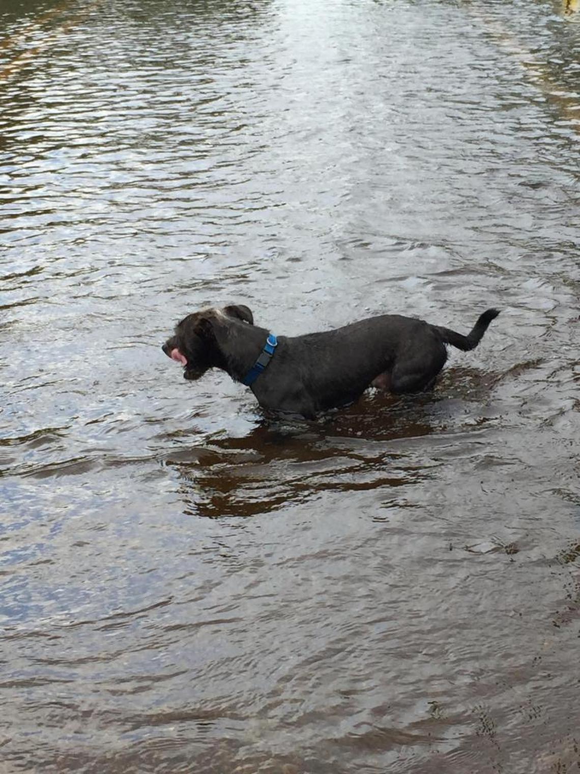 A dog wades through a Bonita Springs neighborhood, which remained under water three days after Hurricane Irma.