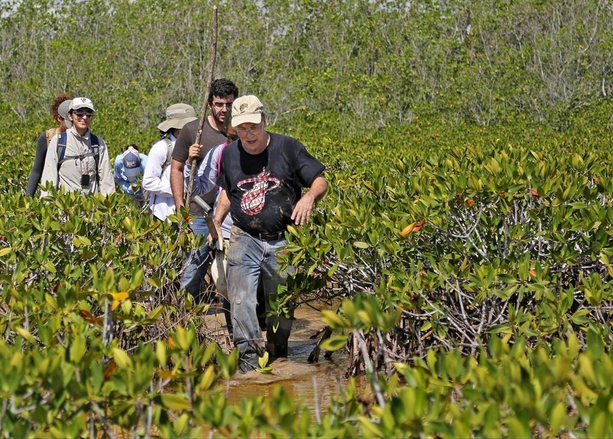 FIU landscape ecologist Michael Ross leads five student researchers through a dwarf mangrove forest neary Biscayne Bay where Hurricane Andrew crossed. The neighboring forest of mangroves that stood more than 60 feet high was levelled, while these trees escaped nearly intact.