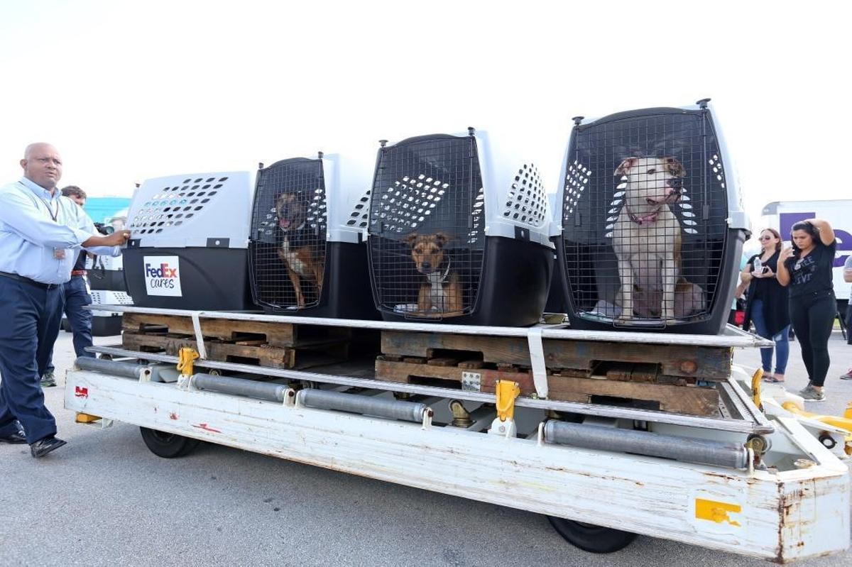 Dogs were put in crates for their flight to Oakland, California, where they will go to no-kill shelters (and hopefully find homes).