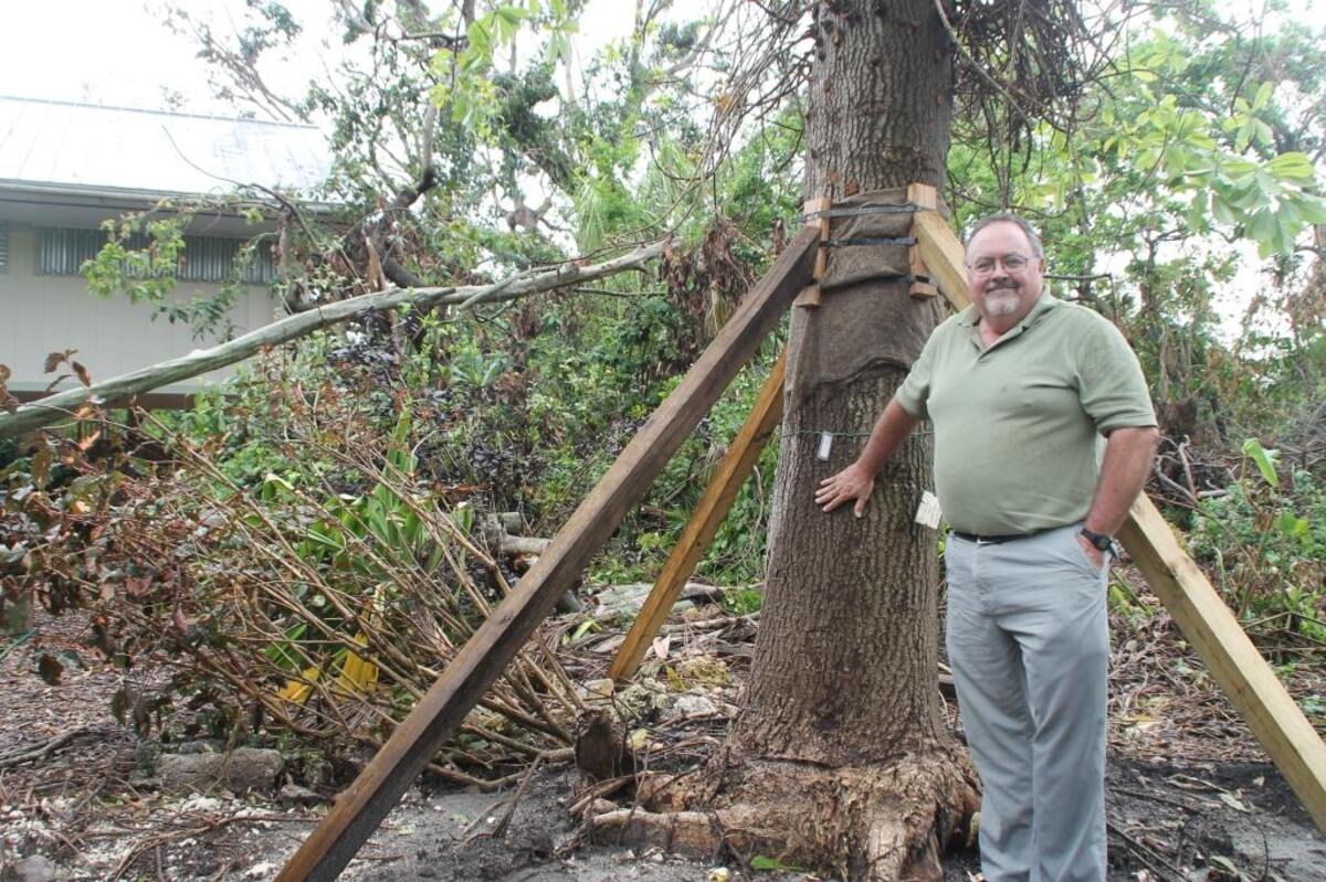 Craig Morell, director of the Kampong in Coconut Grove, stands beside a cannonball tree that blew down during Hurricane Irma but has been raised and staked.