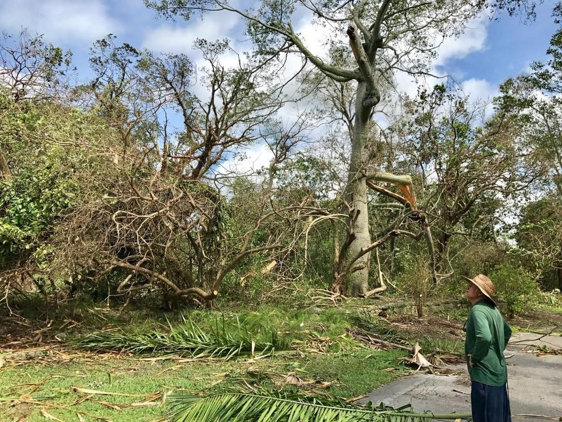 Fairchild Tropical Botanical Garden suffered some damage to trees during Hurricane Irma.